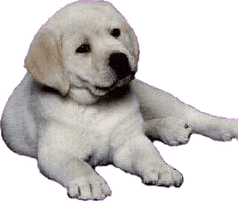 An Puppy Dog
