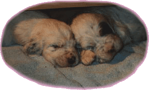 Puppy Dogs