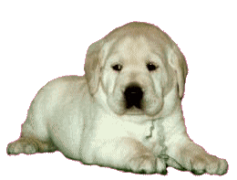 An Puppy Dog
